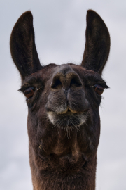¹⁄₂₈₀ s à ƒ / 11 ISO 320