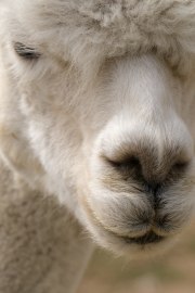 ¹⁄₃₀₀ s à ƒ / 11 ISO 320