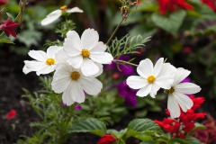 Flore