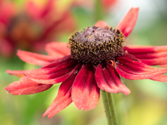 ¹⁄₃₂₀ s à ƒ / 5,6 ISO 1000 ¹⁄₃₂₀ s à ƒ / 5,6 ISO 1000