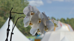 1/1250s, f/4, ISO 200, 50 mm