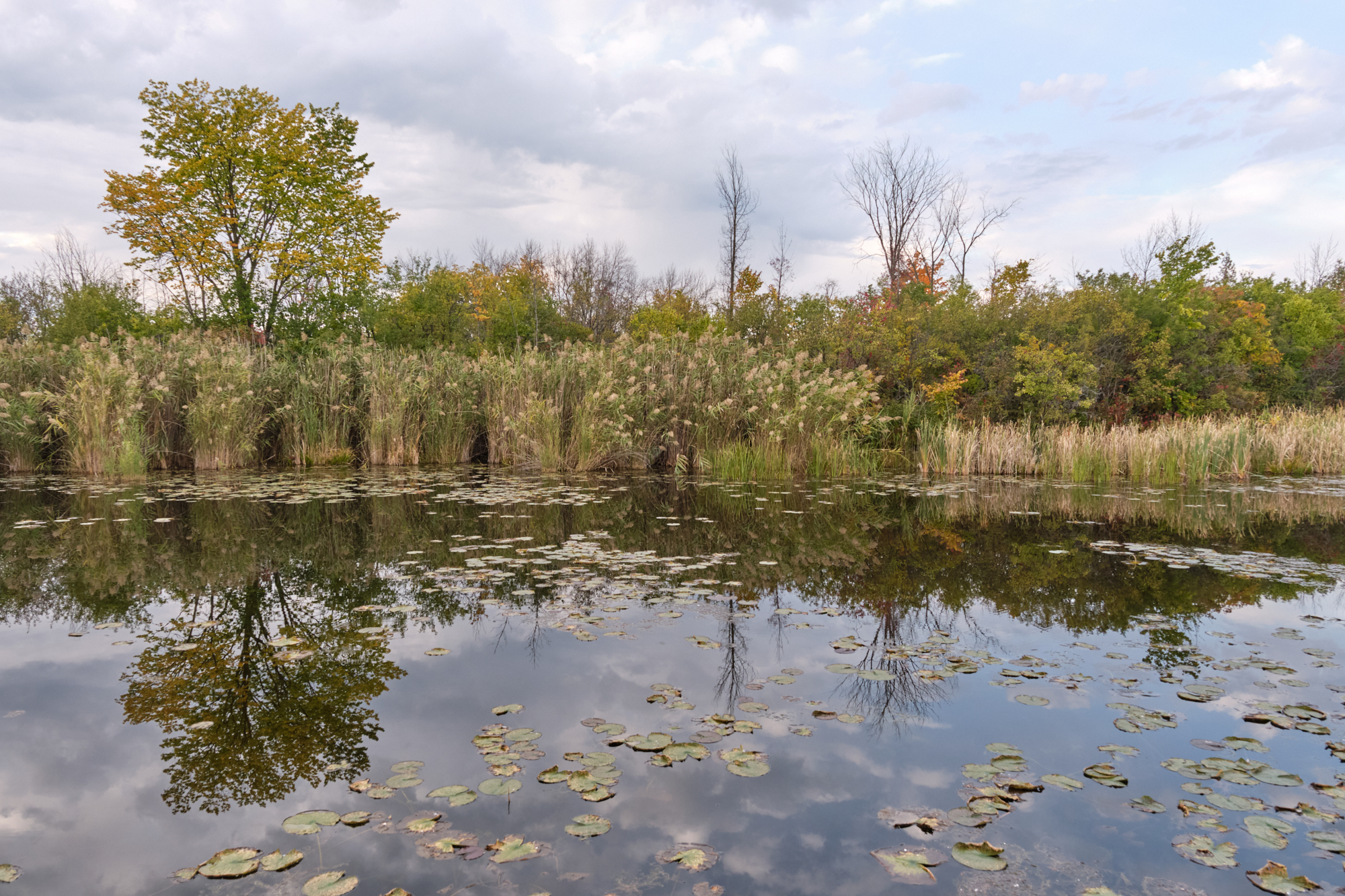 Parc du Bois-de-l'Île-Bizard